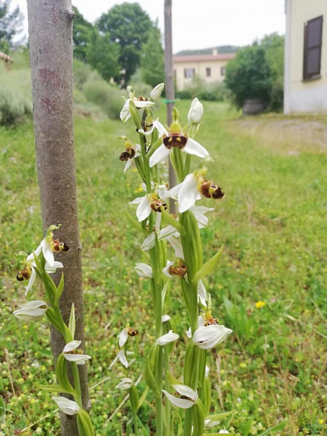 Valle Del Poggio Nocera Umbra Luaran gambar